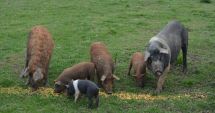 Stire din Economie : Crescătorii de animale ar putea primi o subvenție aproape dublă