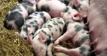 Crescătorii de porci din rasele Bazna şi Mangaliţa vor primi bani