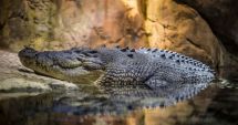 Aproape 300 de crocodili masacrați, după ce  un om a fost ucis