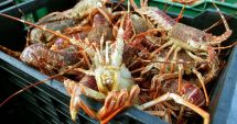Stire din Actualitate : Crustaceele cu coaja delicată, o delicatesă de final de an în Spania, ameninţate de schimbările climatice