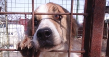 Stire din Eveniment : Cruzime  la adăpostul  de animale? Poliția  a deschis o anchetă