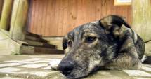 Stire din Social : Cruzimea  față de animale, pedepsită  cu închisoarea