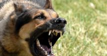 Stire din Eveniment : Copil desfigurat de un câine, chiar sub ochii părinților