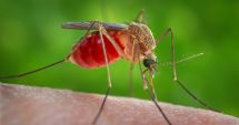 Stire din Sănătate : INSP: 21 de cazuri confirmate cu virusul West Nile