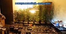 Stire din Eveniment : Cultură  de cannabis descoperită  de polițiștii constănțeni