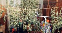 Stire din Eveniment : Cultură de cannabis, în interiorul unui apartament. "Grădinarul", arestat preventiv