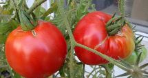 Stire din Social : Ce spune ministerul Agriculturii despre roșiile românești existente în prezent pe piață