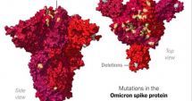 Stire din Actualitate : Cum a ajuns Organizația Mondială a Sănătății la denumirea de Omicron