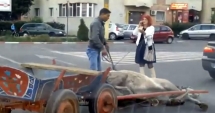 Stire din Eveniment : Cum a fost pedepsit căruțașul beat care a provocat un accident și apoi și-a bătut calul