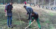 Stire din Social : Perdea de copaci lângă rezervația Fântânița