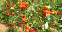 Stire din Politică-Administrație : Primăria Cumpăna, informare  pentru cei  care vor să obțină  subvenția la tomate