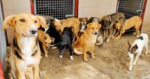 Stire din Social : Cum puteți să adoptați un cățel, din Adăpostul pentru Animale Abandonate