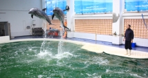 Stire din Social : Cum putem salva  un delfin eșuat pe plajă
