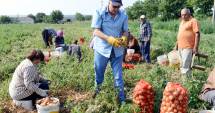 Stire din Economie : Cum se face  noua cooperativizare  a agriculturii
