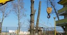 Stire din Social : "Curățăm Constanța noastră!". Plantări  de copaci, astăzi,  în Parcul Tăbăcărie