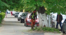 Stire din Social : Au fost aduși palmierii în Mamaia