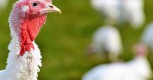 Stire din Social : ANSVSA. Un al doilea focar secundar de gripă aviară a fost confirmat pe platforma zootehnică din Codlea, Braşov