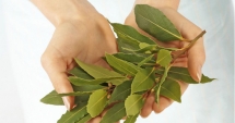 Stire din Diverse : Dafinul, mai mult  decât condiment. Pune-l  pe lista de cumpărături