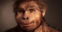 Stire din Actualitate : CONCLUZIA ANTROPOLOGILOR: Homo erectus a dispărut acum 110.000 de ani
