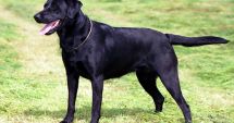 Stire din Fun : Labrador salvat de medici după ce a înghițit... decorațiuni de Crăciun
