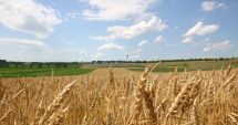 Stire din Economie : Egiptenii ne cumpără grâul. Vezi prețul stabilit la licitație!