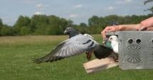 Români acuzați de furtul unor porumbei valoroși din Belgia