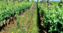 Stire din Social : Agricultura organică ne pune la coada UE. Doar Malta e sub noi!