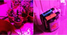 Stire din Eveniment : VIDEO / PERCHEZIȚIE. Cultură de CANNABIS, la Murfatlar!