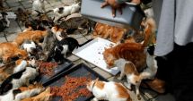 Stire din Fun : Iubirea pentru feline nu cunoaște limite…