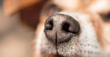 De ce nasurile câinilor sunt reci? Află aici răspunsul!