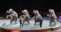 Stire din Social : E oficial! Fără animale sălbatice la circ, în România!