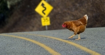 Stire din Fun : De ce a traversat puiul strada?