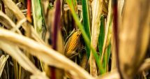 Stire din Economie : Declararea stării de calamitate pune în pericol producţia următorilor ani agricoli