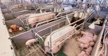 Stire din Economie : Marcel Ciolacu: “Cel mai mare deficit de carne pe care îl are România este la porc”