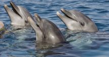 Rusia trimite în război delfini din Marea Neagră antrenaţi pentru luptă