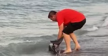 Stire din Social : Tot mai mulți delfini ajung pe țărm! Un pui, salvat în ultima clipă