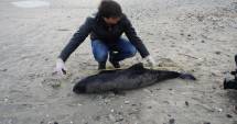 Stire din Social : Delfin eșuat la Hanul Piraților