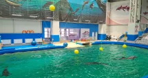 Stire din Cultură-Educație : Delfinariul Constanța, în incertitudine înainte de vară. Se caută soluții pentru reluarea spectacolelor