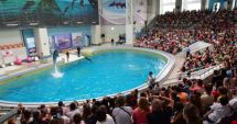 Salvaţi de la moarte! Patru delfini şi trei lei de mare aduși din Ucraina, la Constanța