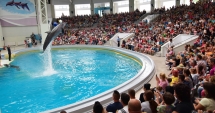 Stire din Social : Delfinariul vrea să facă afaceri cu delfinul alb Beluga. "Dacă am putea vinde un pui pe an, cu un milion de euro, ar fi genial"