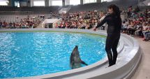 Delfinii salvați din Ucraina se antrenează cu Ni Ni și Chen Chen