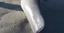 Doi delfini, găsiți morți pe plajă. Au căzut victime plaselor pescărești