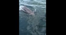 Doi delfini au fost filmați jucându-se la malul mării, în Eforie de Nord