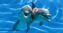 Delfinii din Marea Neagră au devenit victime ale războiului din Ucraina
