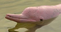 Stire din Actualitate : Delfini roz "magici", salvaţi în Bolivia în cadrul unui program de conservare