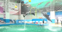 Stire din Social : Cadoul perfect de 1 Iunie. O zi de poveste la Delfinariu