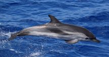 Patru delfini şi doi lei de mare din Ucraina vor face deliciul reprezentaţiilor la Delfinariul Constanţa