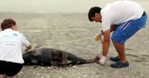 Stire din Social : Cine monitorizează delfinii din Marea Neagră