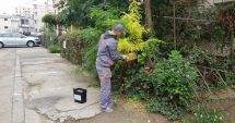Stire din Politică-Administrație : Administrația locală a dat startul deratizării în Constanța