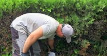 Stire din Social : Acțiuni de deratizare, la Constanța. Momelile - răspândite în tot orașul